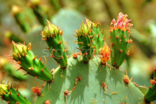 Birne Kaktus Blüten Natur Berg Reise Stock foto © diomedes66