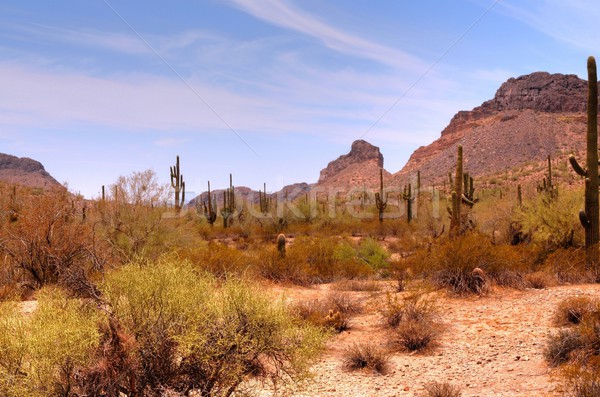 Arizona sivatag hegy tavasz narancs utazás Stock fotó © diomedes66