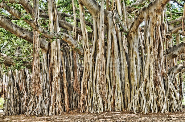 Banyon Tree Stock photo © diomedes66