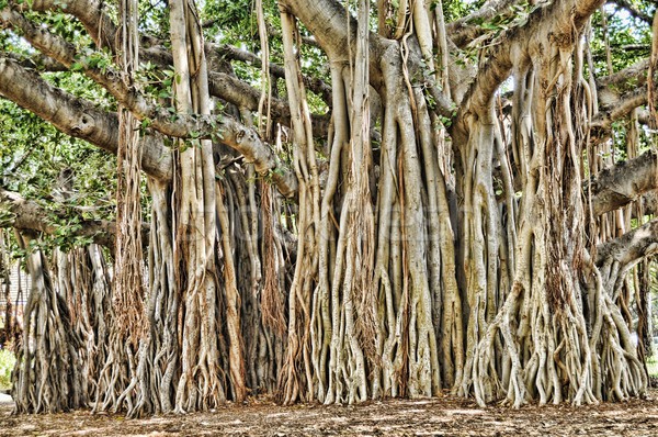 Baum Honolulu Hawaii Textur Gras Natur Stock foto © diomedes66