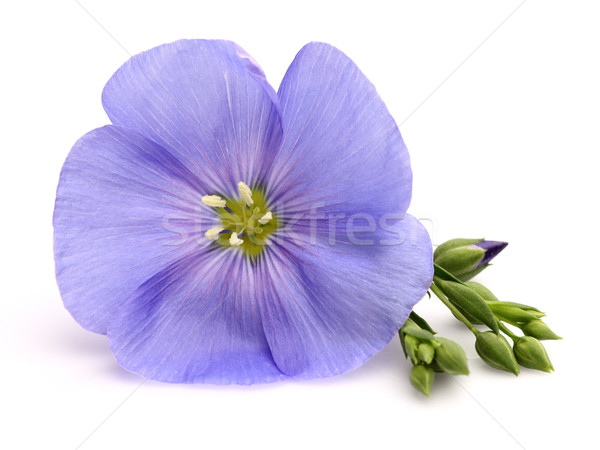 Flax flower Stock photo © Dionisvera