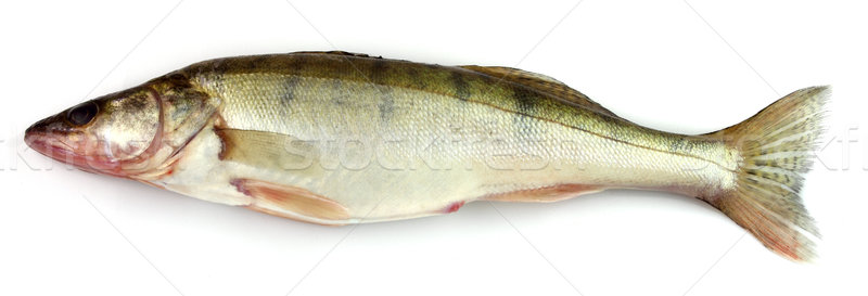 Pike perch Stock photo © Dionisvera