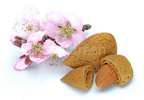 Fleurs alimentaire laisse rose semences [[stock_photo]] © Dionisvera