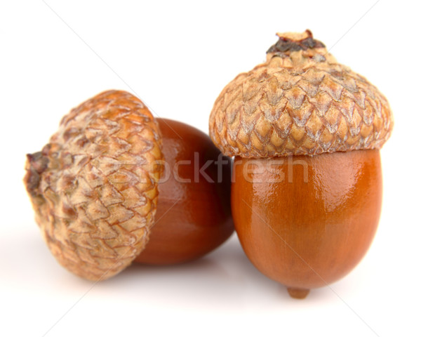 Two acorns Stock photo © Dionisvera