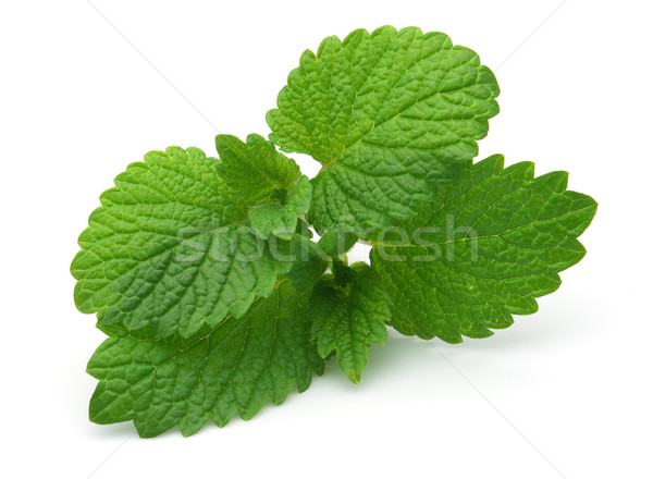 Fresh melissa on a white background Stock photo © Dionisvera
