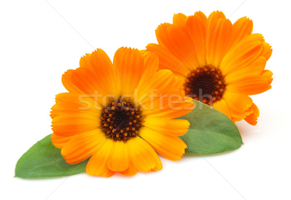 Marigold with leaves Stock photo © Dionisvera