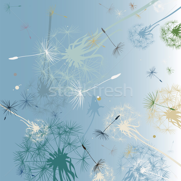 dandelions background Stock photo © dip