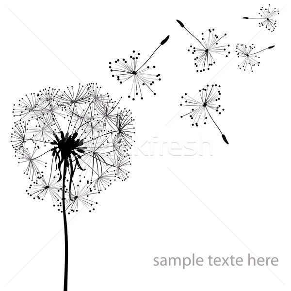 Pitypangok kettő szél világoskék virág fény Stock fotó © dip