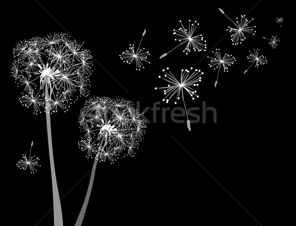 dandelions Stock photo © dip