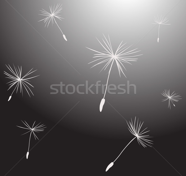 silhouettes of dandelion seeds in the wind Stock photo © dip