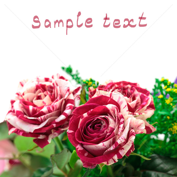 Vibrant flori trandafir mugur esantion text Imagine de stoc © Discovod