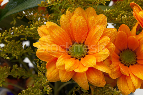 Orange chrysanthemum flowers Stock photo © Discovod