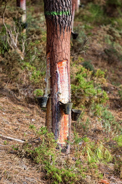 Pino plástico madera naturaleza industria caída Foto stock © Discovod