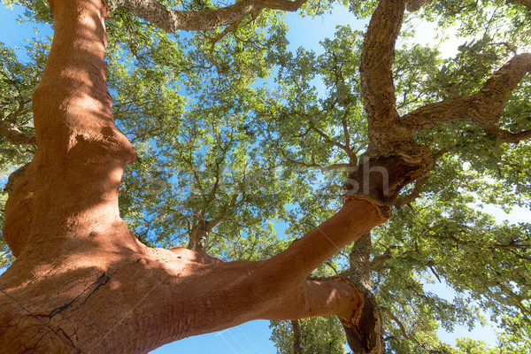 Peeled cork oaks tree Stock photo © Discovod