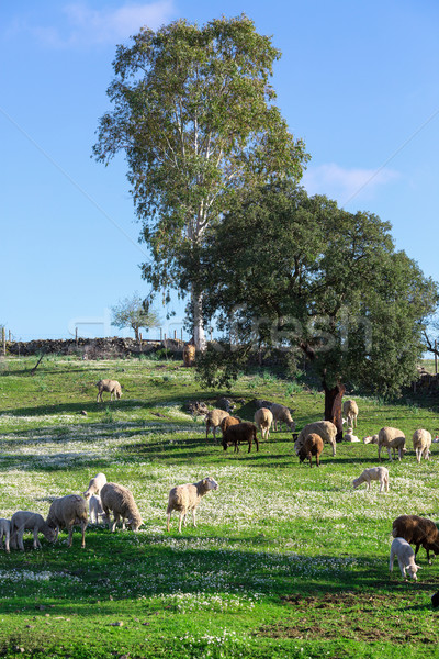 Group White Sheeps Grazing Stock photo © Discovod