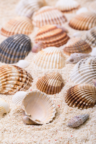 Meer Muscheln Korallen Sand Strand Textur Stock foto © Discovod