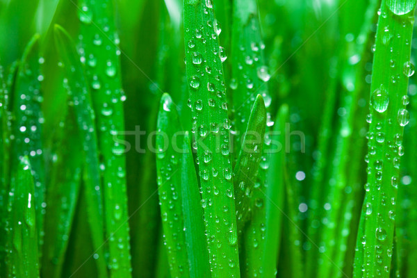 Iarba verde roua fotografie iarbă proaspăt Imagine de stoc © Discovod
