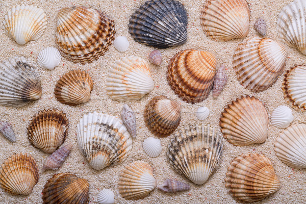 Foto stock: Mar · conchas · coral · areia · praia · textura