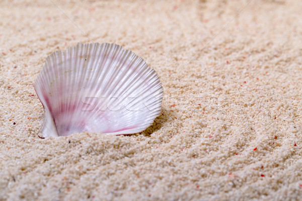 морем снарядов коралловые песок пляж текстуры Сток-фото © Discovod