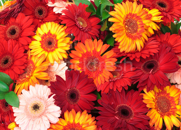 Vibrant Colorful Daisy Gerbera Flowers Stock photo © Discovod
