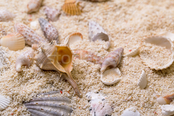 [[stock_photo]]: Mer · obus · corail · sable · plage · texture