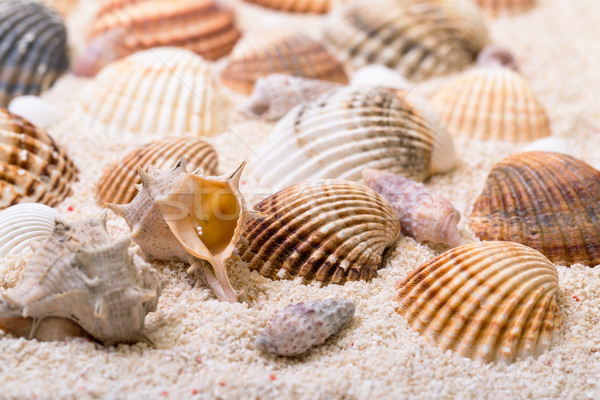 Meer Muscheln Korallen Sand Strand Textur Stock foto © Discovod