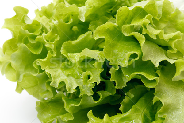 lettuce Stock photo © Discovod