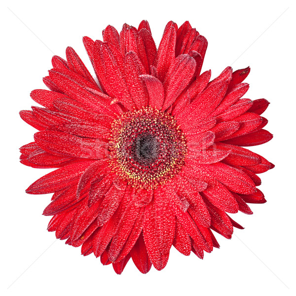 Stock photo: Red Gerbera Flower Isolated