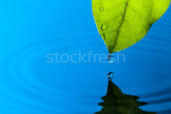 Hoja verde gota de agua reflexión primavera naturaleza belleza Foto stock © Discovod