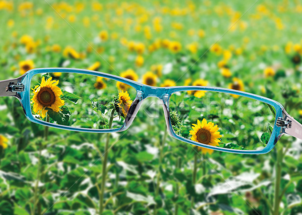 View from reading eyeglasses on beautiful nature view Stock photo © Discovod