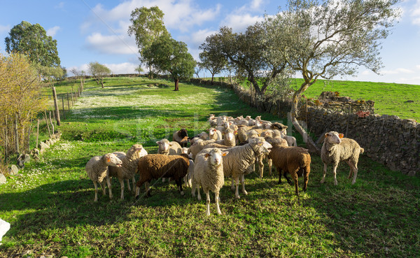 Group White Sheeps Grazing Stock photo © Discovod