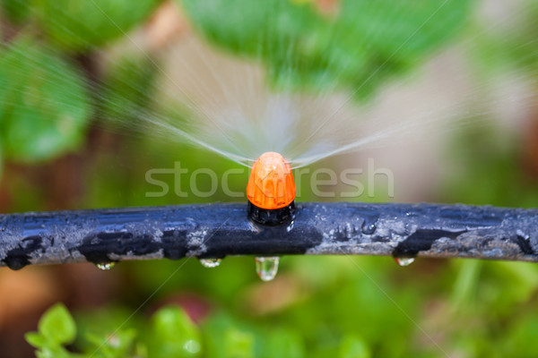 Watering plants and grass by nozzle Stock photo © Discovod