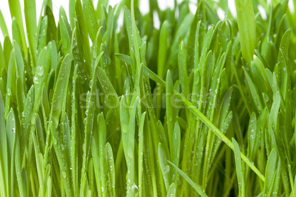 Fresche erba verde rugiada primo piano estate verde Foto d'archivio © Discovod