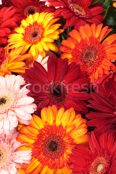 Vibrant Colorful Daisy Gerbera Flowers Stock photo © Discovod