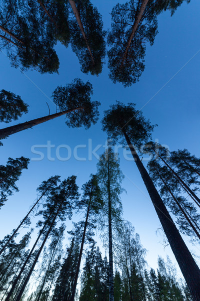 天空 松樹 森林 廣角 鏡片 商業照片 © Discovod