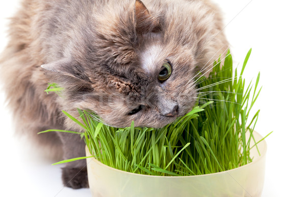 Haustier Katze Essen frischen Gras weiß Stock foto © Discovod