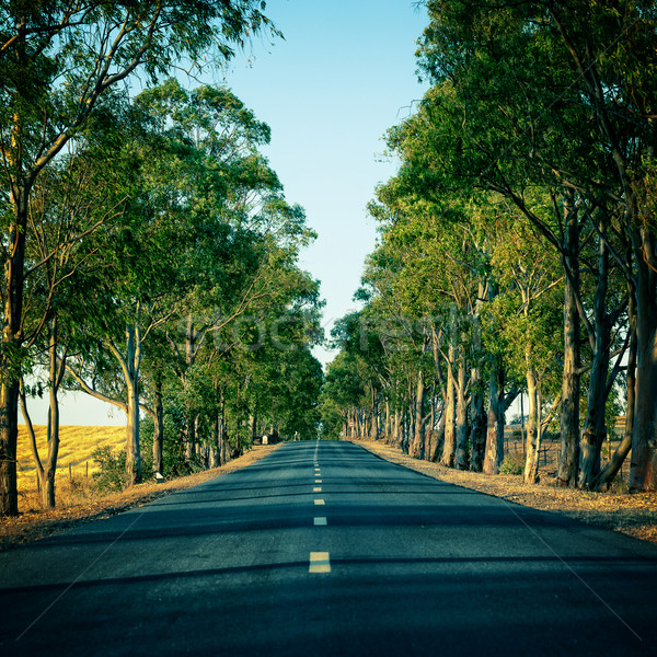 Road Running Through Trees Alley Stock photo © Discovod