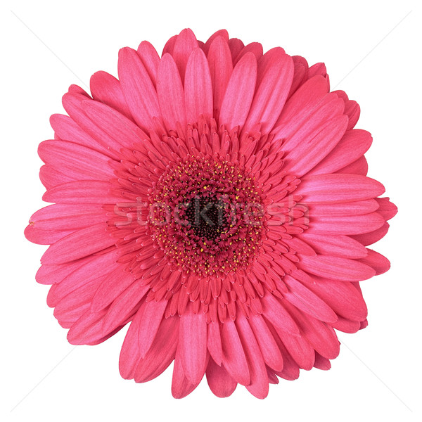 Pink Gerbera Flower Isolated Stock photo © Discovod