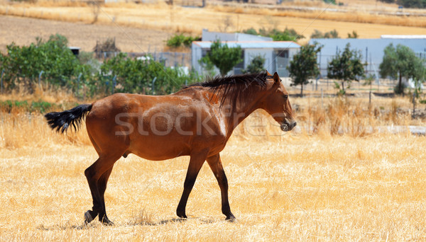 Horse walking through a pasture Stock photo © Discovod