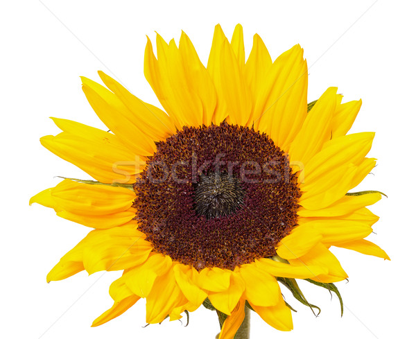 Foto stock: Belo · amarelo · girassol · isolado · branco · natureza