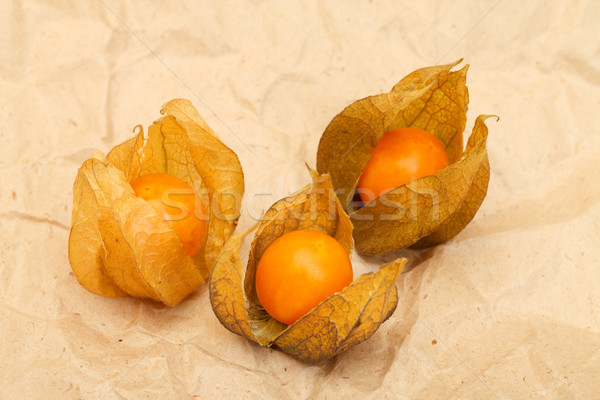 Physalis Stock photo © Discovod