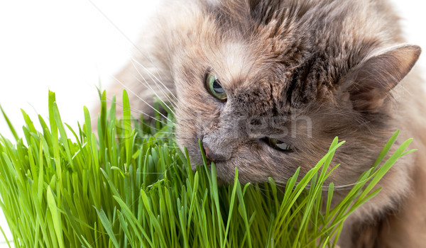 Haustier Katze Essen frischen Gras weiß Stock foto © Discovod