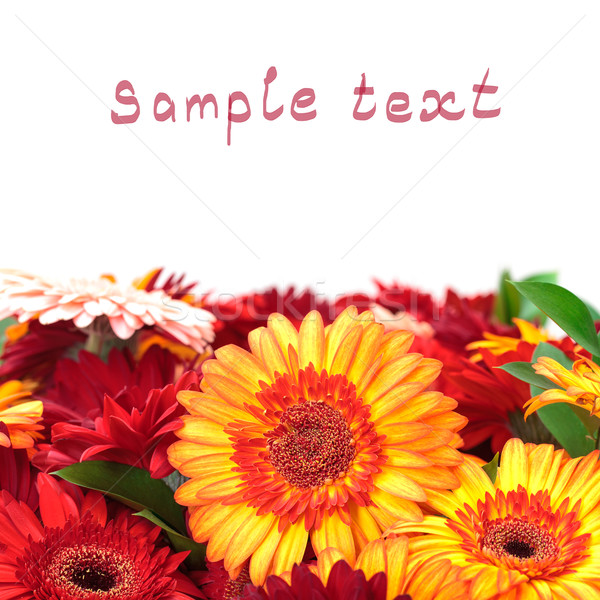 Vibrant Colorful Daisy Gerbera Flowers Stock photo © Discovod