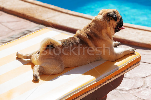 Pug lying on a Lounger in front of the Pool Stock photo © Discovod