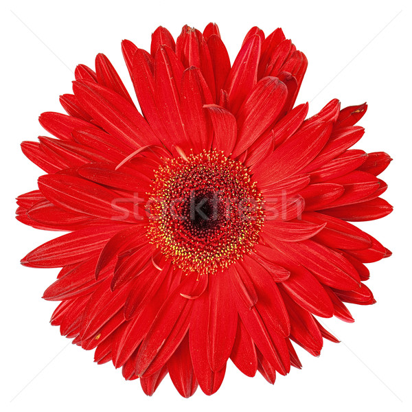 Red Gerbera Flower Isolated Stock photo © Discovod