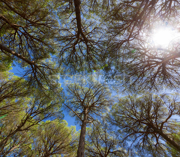 Сток-фото: широкоугольный · мнение · соснового · деревья · Blue · Sky · небе