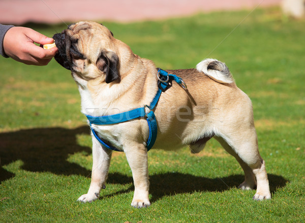 Chien plaisir banane herbe verte herbe manger [[stock_photo]] © Discovod