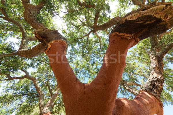 Peeled cork oaks tree Stock photo © Discovod