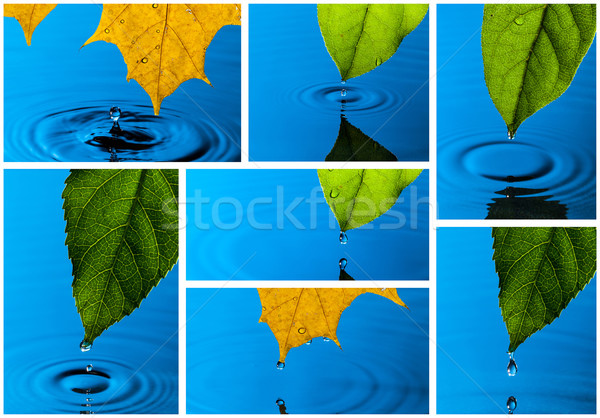 Stock foto: Collage · gelb · green · leaf · Wassertropfen · Reflexion · Frühling