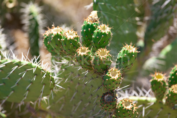 Bush green prickly cactus with spider web Stock photo © Discovod